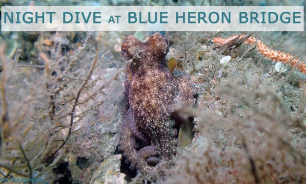 JAN 19: GUIDED NIGHT DIVE AT BLUE HERON BRIDGE