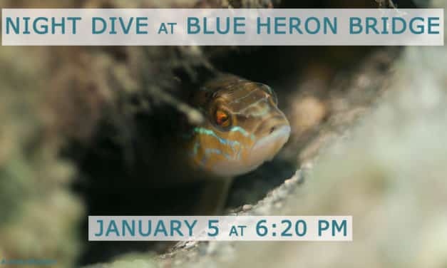 JAN 5: GUIDED NIGHT DIVE AT BLUE HERON BRIDGE