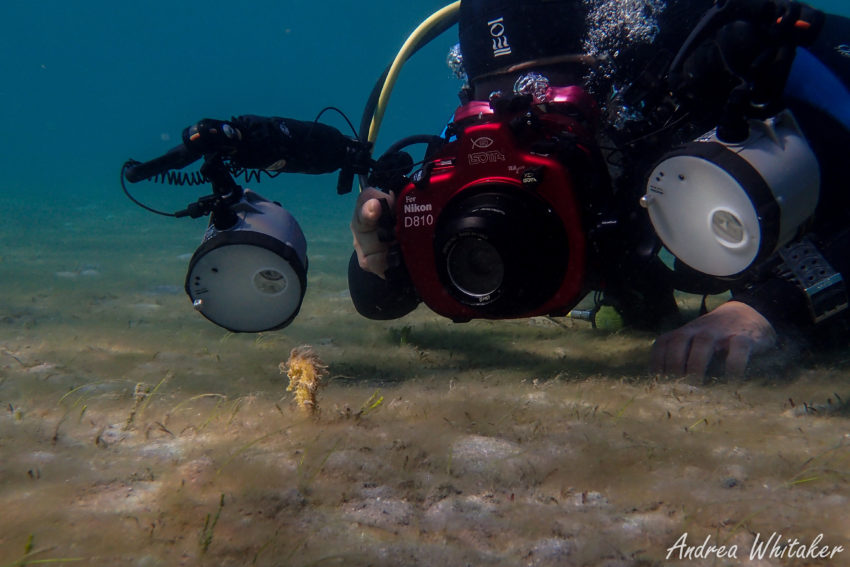 Underwater Photography - Seahorse