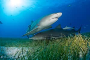 Lemon Shark in Sand
