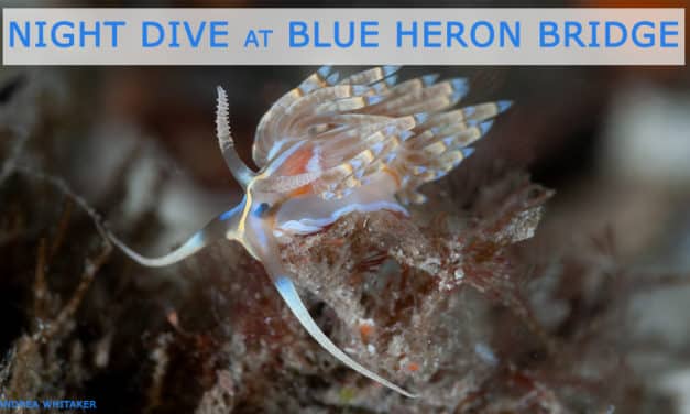 FEB 18: GUIDED NIGHT DIVE AT BLUE HERON BRIDGE