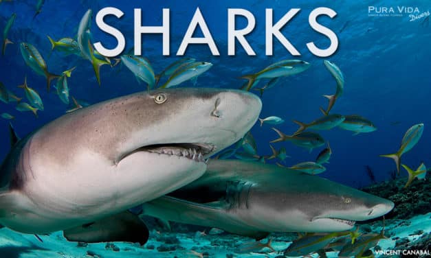 FEB 15: SOCIAL NIGHT – SHARKS