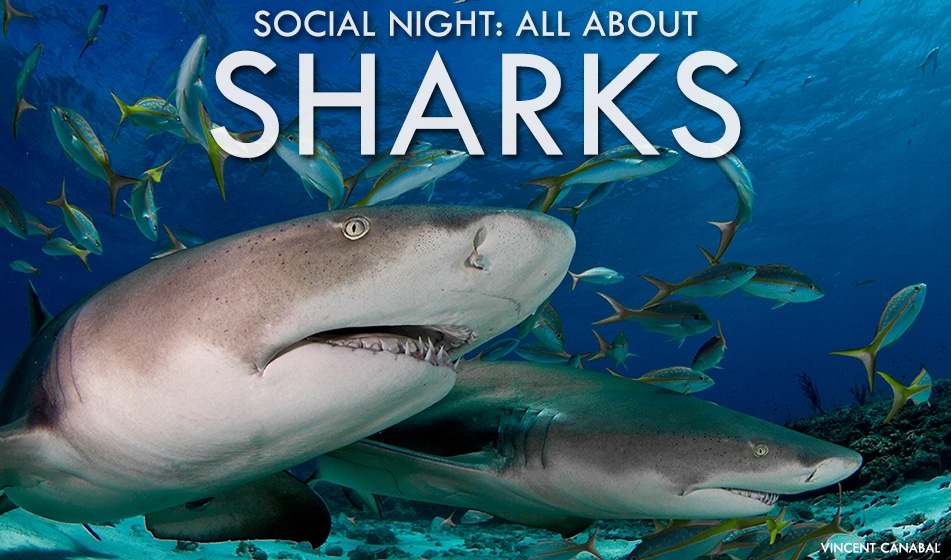 Feb 15 Social Night: All About Sharks