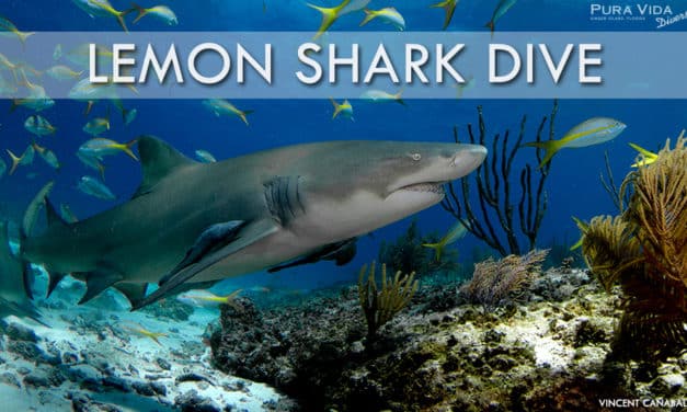 FEB 24: LEMON SHARK DIVES