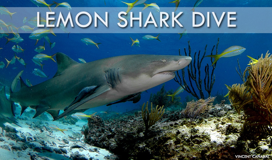 Lemon Shark Dives 2019