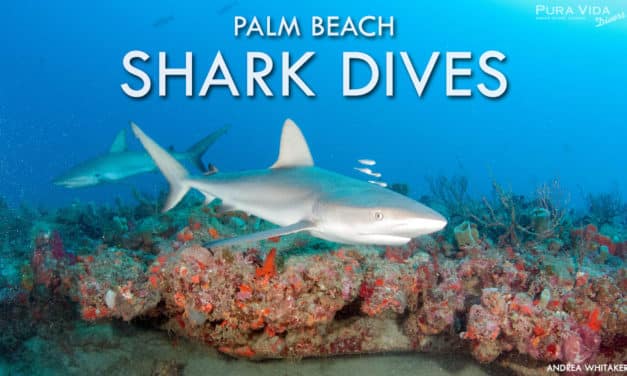 PALM BEACH SHARK DIVES