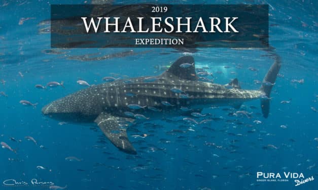 2019 WHALESHARK EXPEDITION