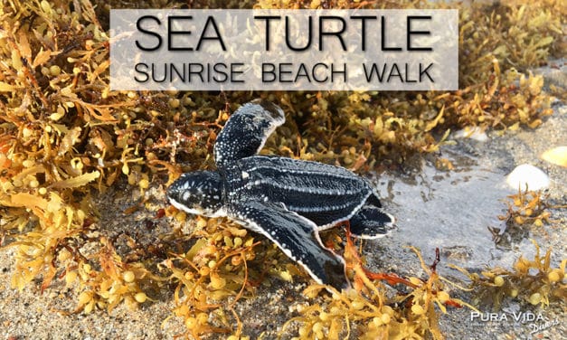 SUNRISE SEA TURTLE BEACH WALK