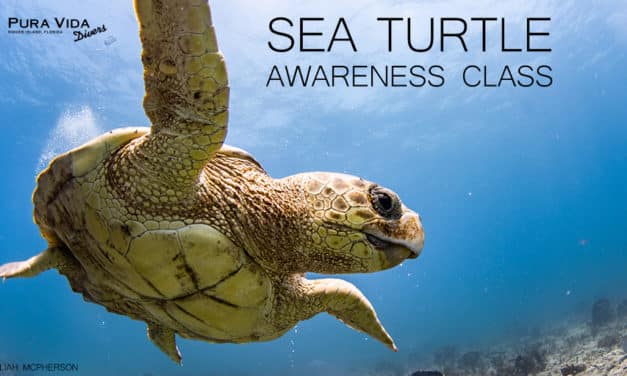 SEA TURTLE AWARENESS SPECIALTY
