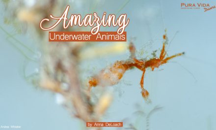 JULY SOCIAL NIGHT: AMAZING UNDERWATER ANIMALS