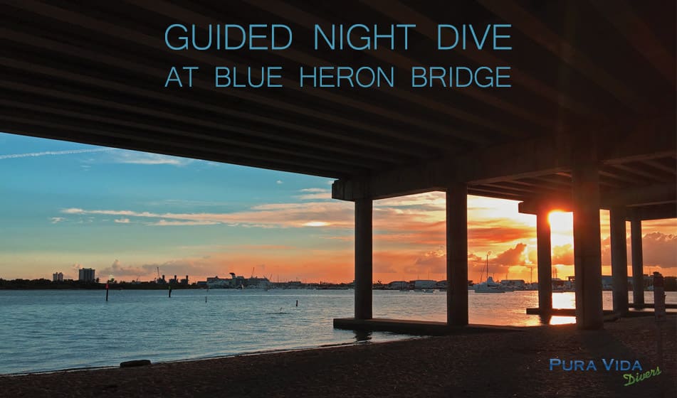 JULY GUIDED NIGHT DIVES