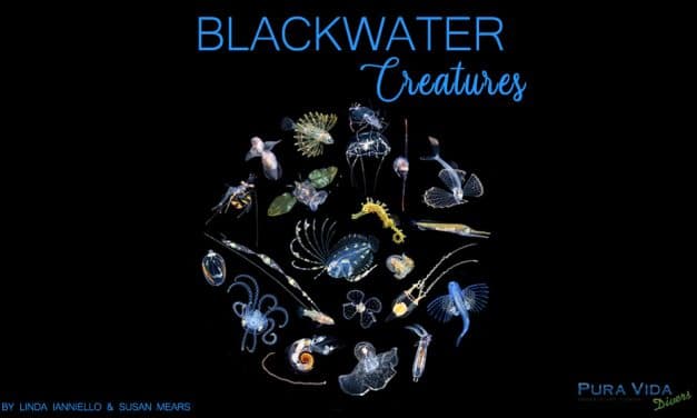 AUGUST SOCIAL NIGHT: BLACKWATER CREATURES