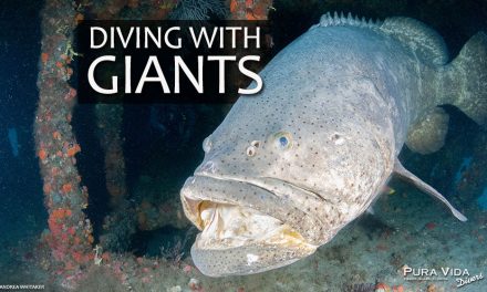 GOLIATH GROUPER: DIVING WITH GIANTS