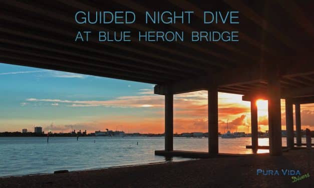SEPTEMBER GUIDED NIGHT DIVES AT BLUE HERON BRIDGE