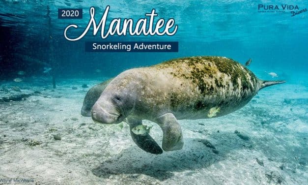 2020 MANATEE SNORKELING TRIP