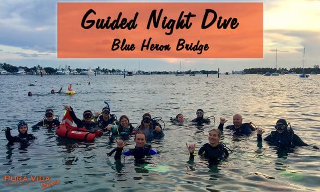 DECEMBER GUIDED NIGHT DIVES