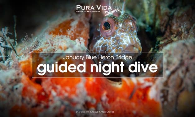 JANUARY GUIDED NIGHT DIVES