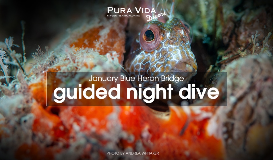 JANUARY GUIDED NIGHT DIVES