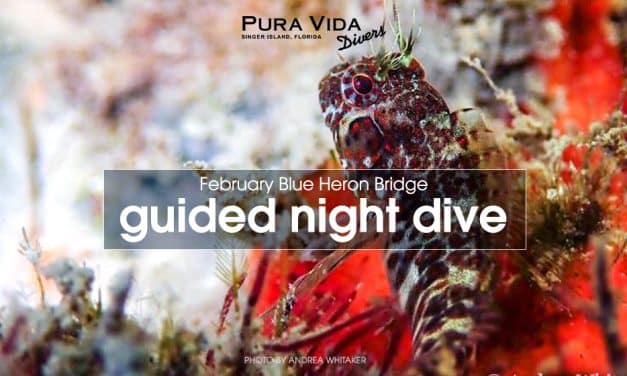 FEBRUARY GUIDED NIGHT DIVES