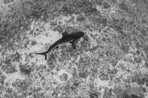 Reef Shark off Palm Beach