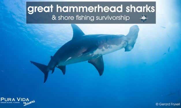 GREAT HAMMERHEAD SHARKS & SHORE FISHING SURVIVORSHIP