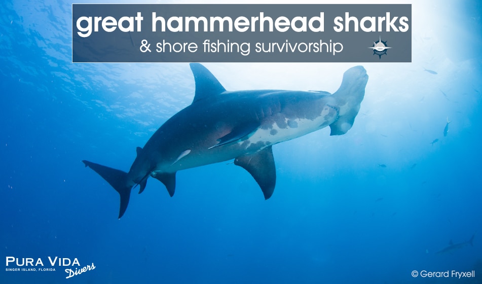 GREAT HAMMERHEAD SHARKS & SHORE FISHING SURVIVORSHIP