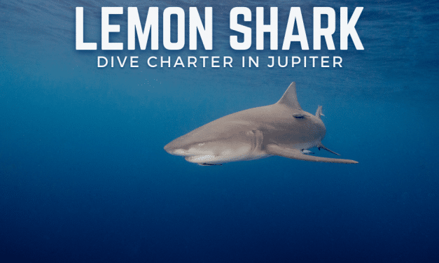 LEMON SHARK DIVE