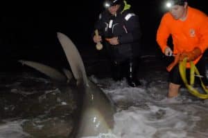 Great Hammerhead Sharks Shore Tagging