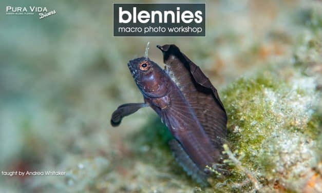BLENNY MACRO PHOTOGRAPHY WORKSHOP
