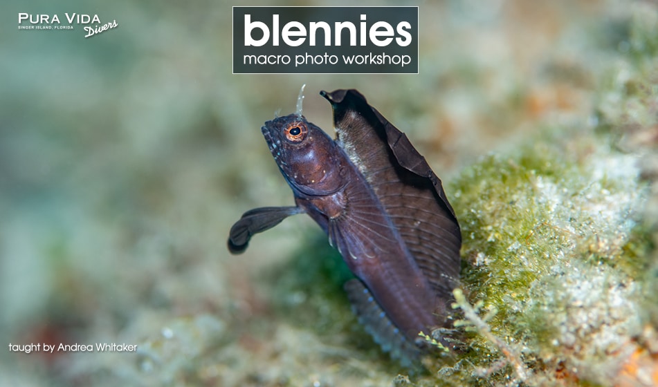 BLENNY MACRO PHOTOGRAPHY WORKSHOP