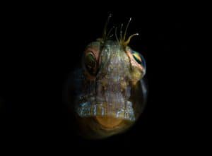 Blenny Macro Photo Workshop Image 2