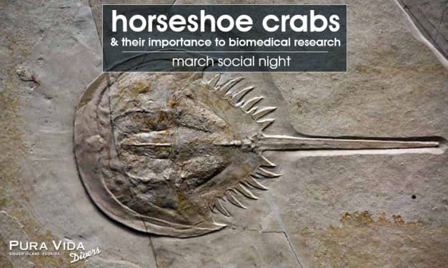 SOCIAL NIGHT: HORSESHOE CRABS