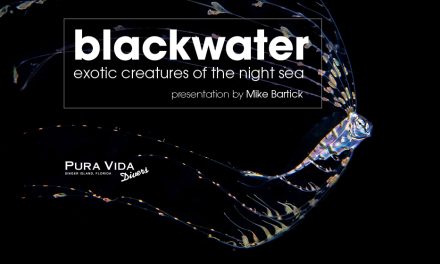 BLACKWATER DIVING: EXOTIC CREATURES OF THE NIGHT SEA