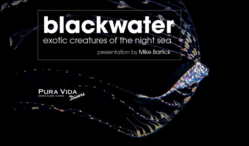 BLACKWATER DIVING: EXOTIC CREATURES OF THE NIGHT SEA