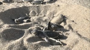 Green Hatchling Sea Turtles