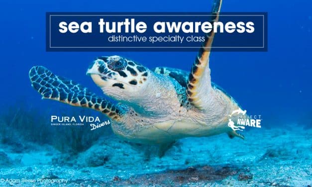 Sea Turtle Awareness: PADI Distinctive Specialty