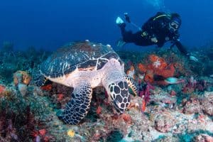 Sea Turtle Awareness - Hawksbill Sea Turtle
