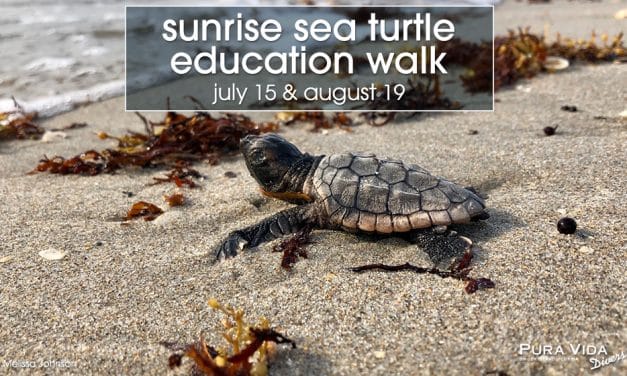 SEA TURTLE WALK