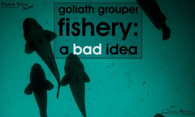 ATLANTIC GOLIATH GROUPER FISHERY: A BAD IDEA