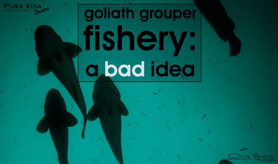 ATLANTIC GOLIATH GROUPER FISHERY: A BAD IDEA