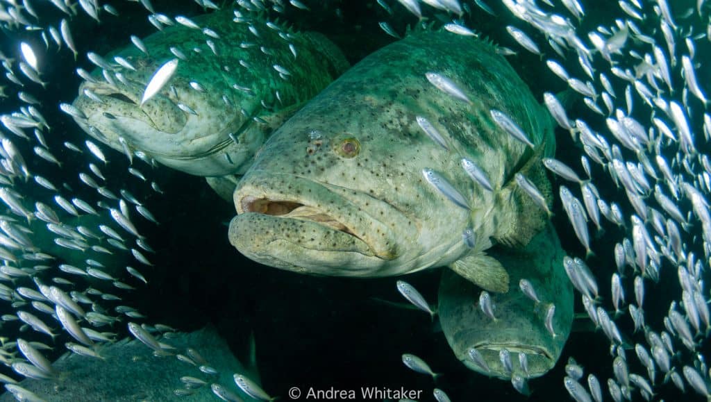 Atlantic Goliath Grouper Fishery Image 2