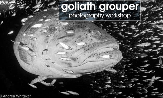 Goliath Grouper Photography Workshop