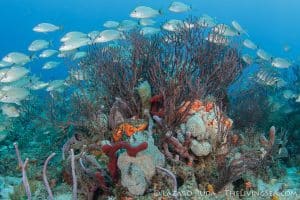 Coral Reef Conservation Class - Laz Photo