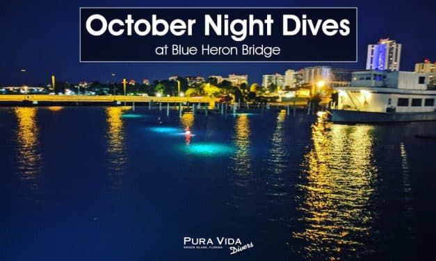 OCTOBER NIGHT DIVES