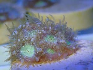 Lab induced coral spawning