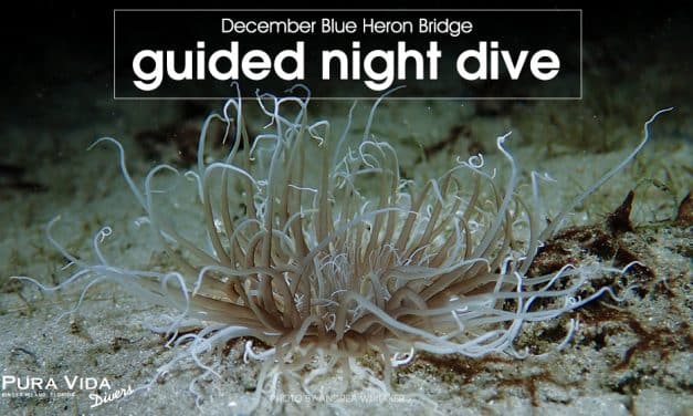 December Guided Night Dives