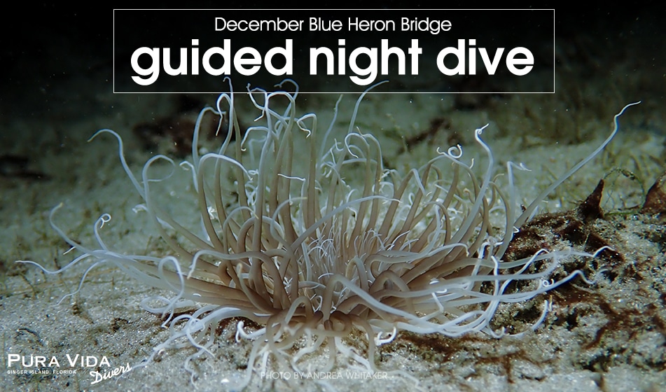 December Guided Night Dives