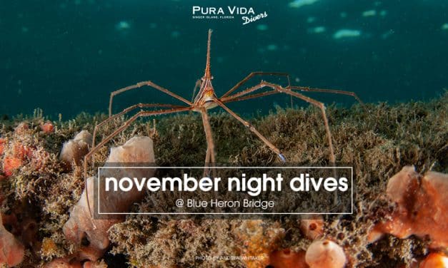 NOVEMBER GUIDED NIGHT DIVES
