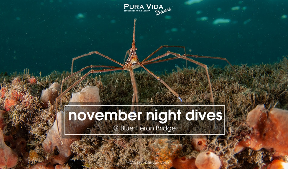 NOVEMBER GUIDED NIGHT DIVES