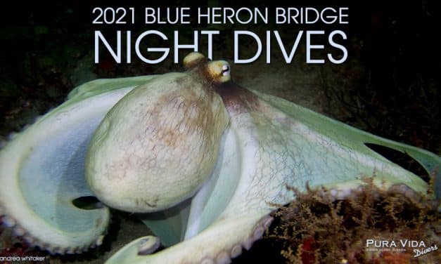 2021 BLUE HERON BRIDGE NIGHT DIVES